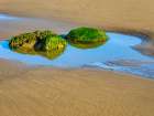 Washington State, USA. Olympic National Park, Second Beach, seagrass covered rocks in tide pool. Coastal Print